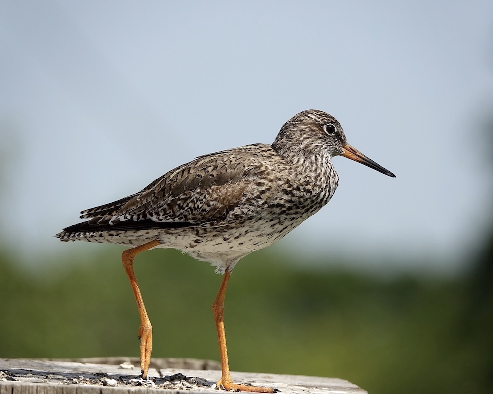 redshank